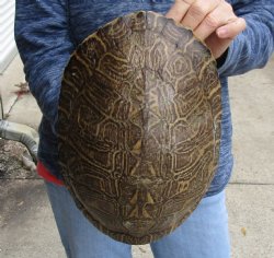 Huge River Cooter Turtle Shell 11 inches long - For Sale for $38