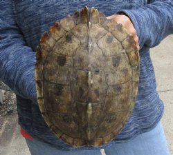 Buy this Huge 9" Map Turtle Shell for $24