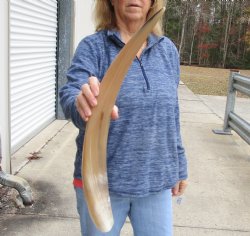 Buy this 24 inch Tan Cow/Cattle buffalo horn for $22