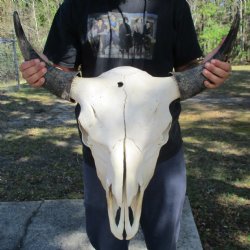 North American Bison Skull with 25-1/4" Horn Spread - $145