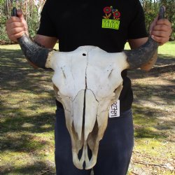 North American Bison Skull with 23-1/2" Horn Spread - $145