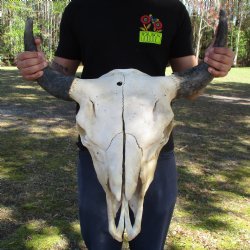 North American Bison Skull with 23" Horn Spread - $145