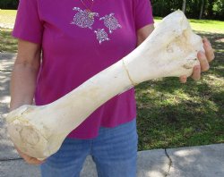 Buy Now 21" Giraffe Humerus Leg Bone - $60
