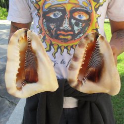 7" King Helmet Shells, 2pc - $25