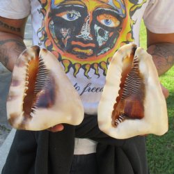 7" King Helmet Shells, 2pc - $25