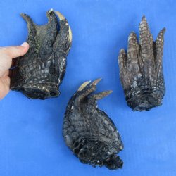 3 Preserved Alligator Feet, 6-1/4" to 6-1/2" - <font color=red>Special Price $30</font>
