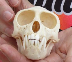 For Sale A-Grade 4" Male African Vervet Monkey Skull - $125 (CITES P-000028466)