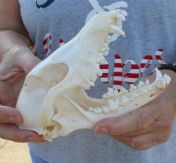  For Sale African Black-Backed Jackal Skull, 6-1/2 inches $60