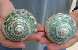 Beautiful 2 piece lot of Pearl Banded Jade Turbo shells for shell crafts - $18/lot