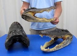 15" long Wholesale Alligator Heads from a 9 foot gator - $60.00; 3 pcs @ $54.00 each