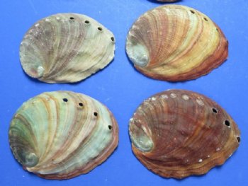 6" - 6-3/4" Wholesale Red Abalone Shells - 2 @ $11.50 each; 6 @ $10.00 each