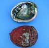 5 to 6-1/2 inches #2 Grade Red Abalone Shells Wholesale - Pack of 2 @ $6.00 each