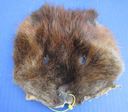 Wholesale Beaver Face Pelts 6 to 8 inches - 5 pcs @ $3.00 each; 20 pc @ $2.70 each
