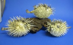 Wholesale Porcupine fish or Porcupine blowfish with sharp spines 6"-7" - Box of 10 @ $2.75 each