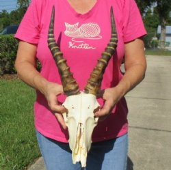 Grade B Wholesale Blesbok Skulls with Horns (with damage) - $50 each; 5 or more @ $45.00 each