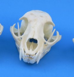 Wholesale North American Bobcat Skulls - $55 each; 6 or more @ $49 each  