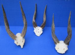 Wholesale African Bushbuck Skull Plate with Horns -  $40.00 each; Pack of 3 @ $36.00 each 