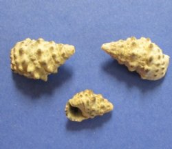 Wholesale Cerithium Sand Snail, natural shells  5/8 to 1-1/4 inch - Case of 20 kilos @ $1.25/kilo