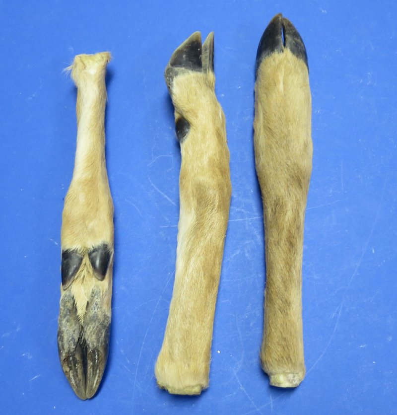 Straight deer feet for sale 10 inches to 12 inches