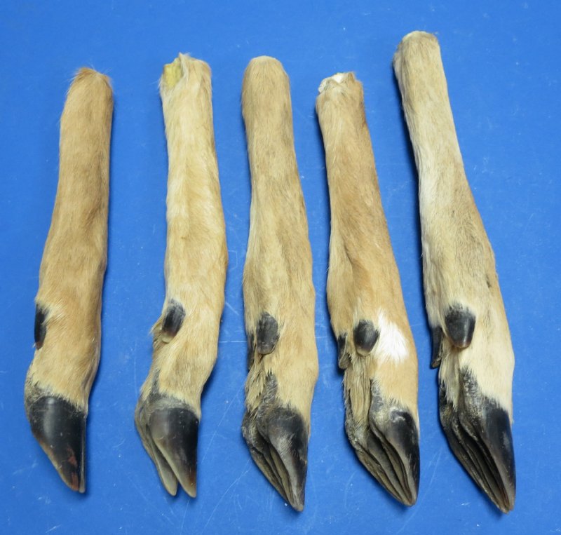 Straight deer feet for sale 8 inches to 11 inches