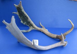 Wholesale #2 Grade Large Fallow Deer Antlers, Horns (Dama Dama) 14 inches to 20 inches - 2 pcs @ $13.50 each