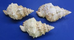 9 inches wholesale frog shells from Africa, bursa bubo - 2 pcs @ $9.50; 8 pcs @ $8.50 each