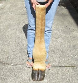 Wholesale Giraffe foot mount 24 inches to 30 inches long - 4 pcs @ $75.00 each