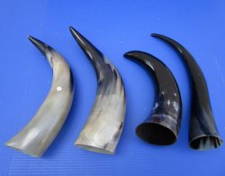 Wholesale Polished Cattle/Cow Horns 16 inches to 20 inches - 10 pcs @ $10.00 each  