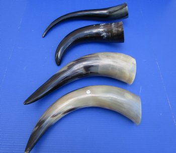 16 to 20 inches Polished Cattle/Cow Horns Wholesale - 2 pcs @ $11.25 each