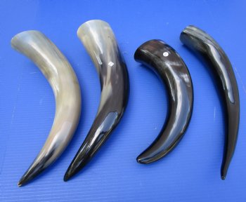 16 to 20 inches Polished Cattle/Cow Horns Wholesale - 2 pcs @ $11.25 each