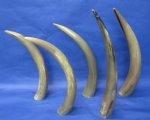 17 to 20 inches Polished Cow Horns (thin and tan color) Wholesale - 2 pcs @ $13.50 each