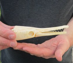 One 5-1/2 inch spotted gar skull (Lepisosteus Oculatus) for $30.00 