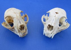 Wholesale B-Grade North American Bobcat Skulls - $39 each