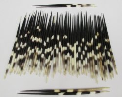 Thick African porcupine quills wholesale 9 inches - 50 pcs @ $1.20 each 