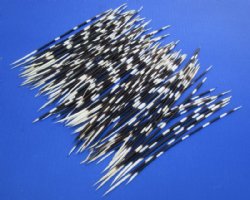 African thick porcupine quills wholesale 6 to 7-7/8 inches (Good Clean quills) - 50 pcs @ .95 each; 200 pcs @ $.85 each