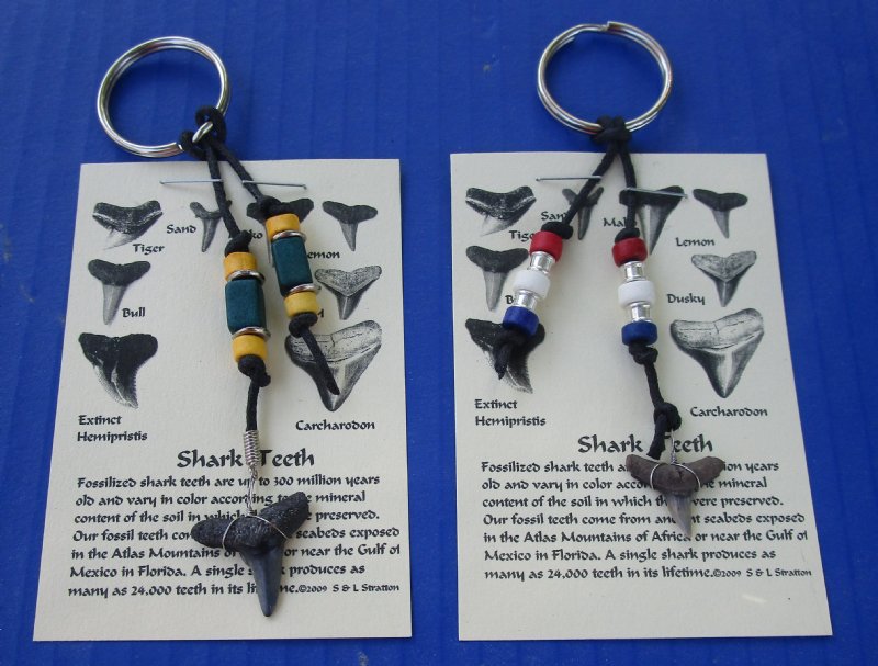 Wholesale Key ring Fossil Shark Tooth with assorted beads and Fossil tooth  identification card