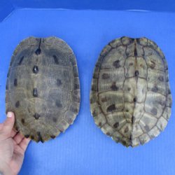 Empty Map Turtle Shells