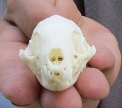Mongoose Skulls