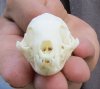 Mongoose Skulls