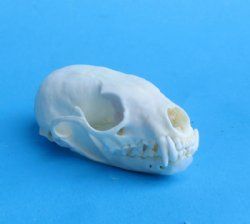 American Pine Marten Skulls 