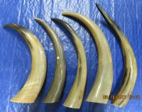 Wholesale Polished Cow Horns (thin and tan color) 21 inches to 28 inches - 10 pcs @ $15.00 each 