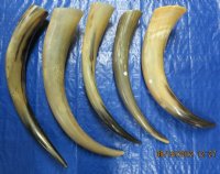 Wholesale Polished Cow Horns (thin and tan color) 21 inches to 28 inches - 10 pcs @ $15.00 each 