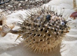 Porcupine Blow fish Wholesale, Porcupine Fish With Sharp Spines, 7 inches to 8 inches - Packed: 12 pcs @ $3.75 each