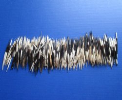 B-Grade 2 to 3-7/8 inches Wholesale (Semi-Clean) African Porcupine Quills for sale - 300 pcs @ $.20 each