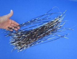 7 to 18 inch very thin porcupine quills wholesale - 100 @ .30 each  