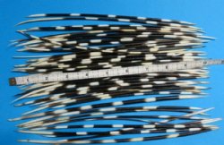 100 Thin African Porcupine Quills 8 to 9-7/8 inches - 100 pcs @ .72 each