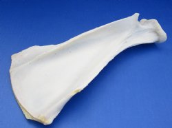 Wholesale African Kudu Scapula/Shoulder blade bone 11 to 14 inches - $13.50 each