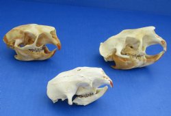 Wholesale #2 grade North American Porcupine Skulls 4 inches long - $24 each