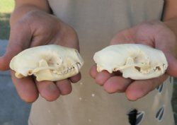Skunk Skull, Skunk Skulls