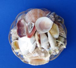 6 inches Wholesale Baskets of Seashells filled with mixed natural shells - Case of 36 @ 1.00 each 